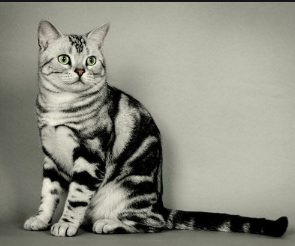 猎豹推广什么渠道好?不太可能涉嫌侮辱他人的智商。