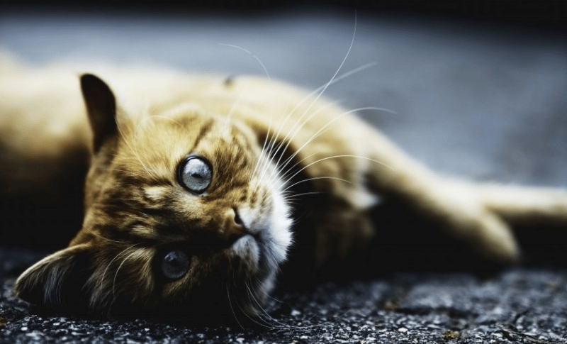 爱奇艺视频广告投放哪家做得好？爱奇艺广告投放报价多少?