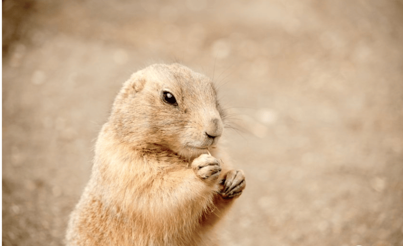 爱奇艺信息流广告投放效果怎么样？爱奇艺广告电话是多少？