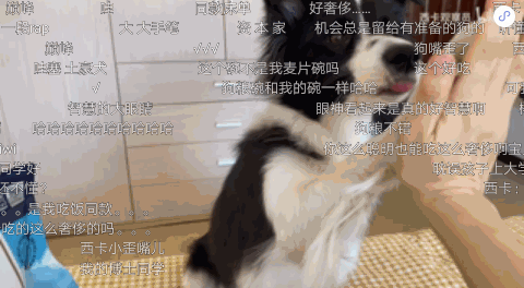 宠物品牌广告怎样借助哔哩哔哩达人推广营销?