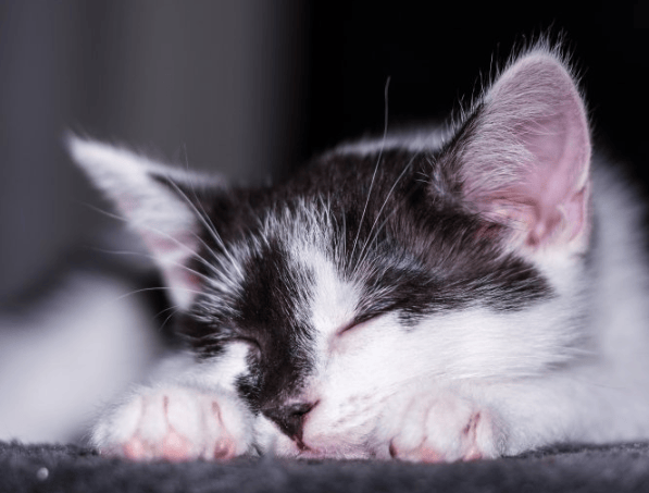 inmbli信息流推广效果好吗?inmbli信息流怎么投放广告?