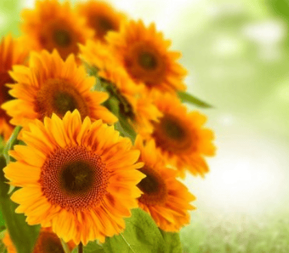 华为广告怎么开户？投放技巧