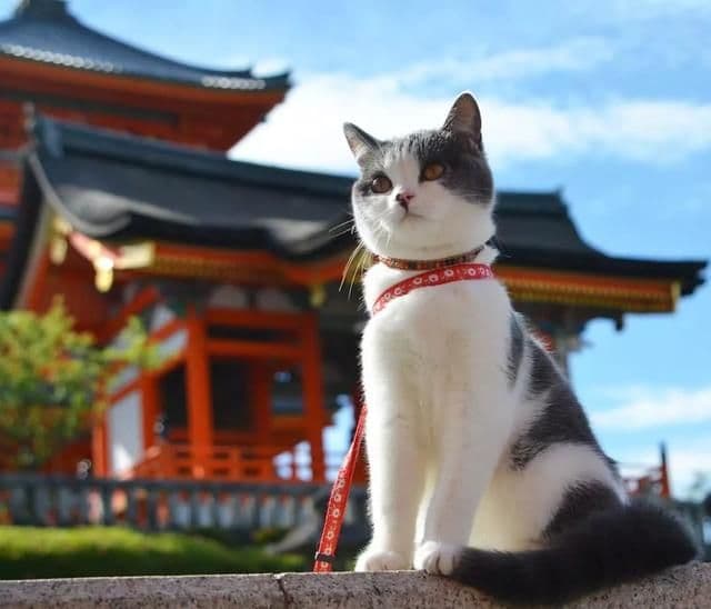 一只喵妙趣横生的旅行故事