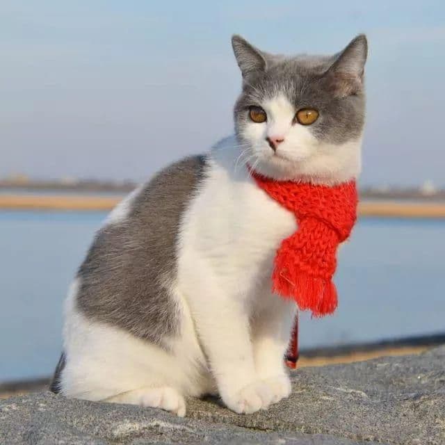 一只喵妙趣横生的旅行故事