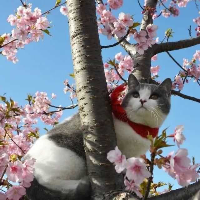 一只喵妙趣横生的旅行故事