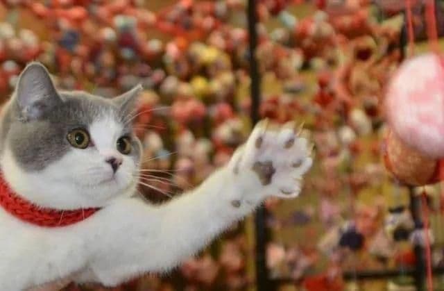 一只喵妙趣横生的旅行故事