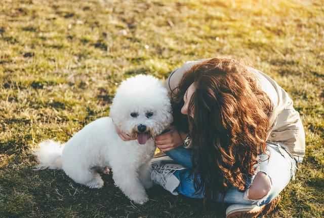 比熊犬怎么养？幼年到老年的正确饲养方法