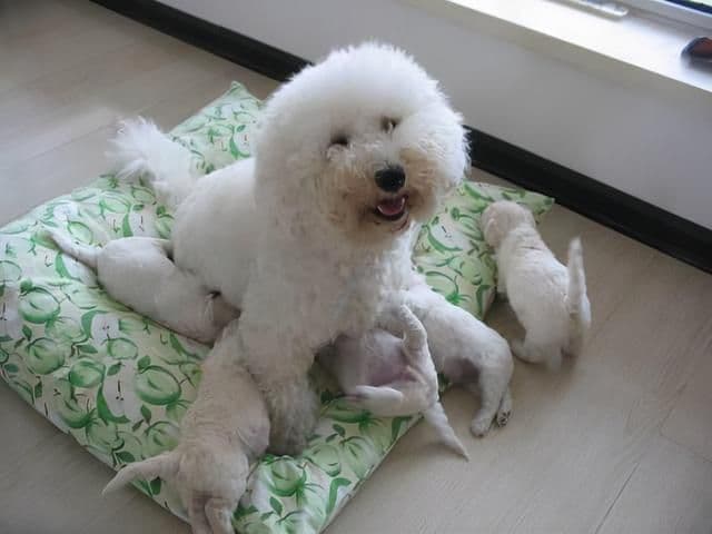 比熊犬怎么养？幼年到老年的正确饲养方法