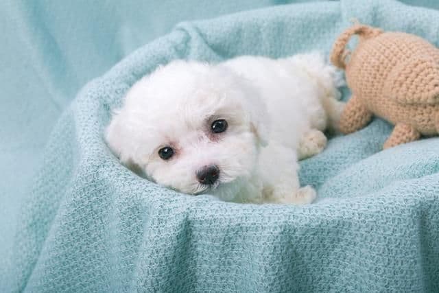 比熊犬怎么养？幼年到老年的正确饲养方法