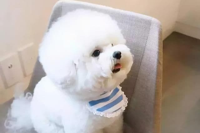 比熊犬怎么养？幼年到老年的正确饲养方法