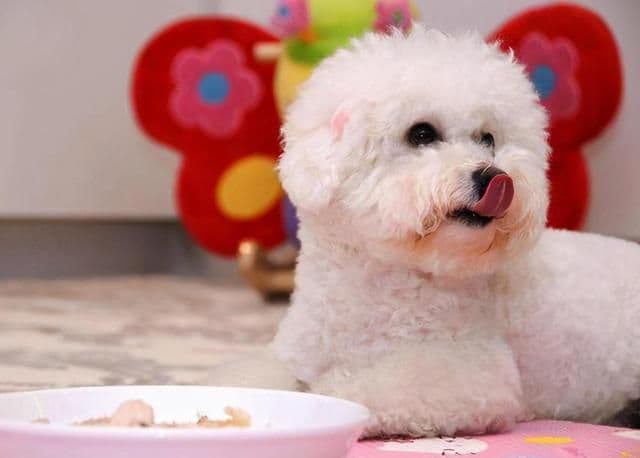 比熊犬怎么养？幼年到老年的正确饲养方法