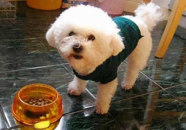 比熊犬怎么养？幼年到老年的正确饲养方法