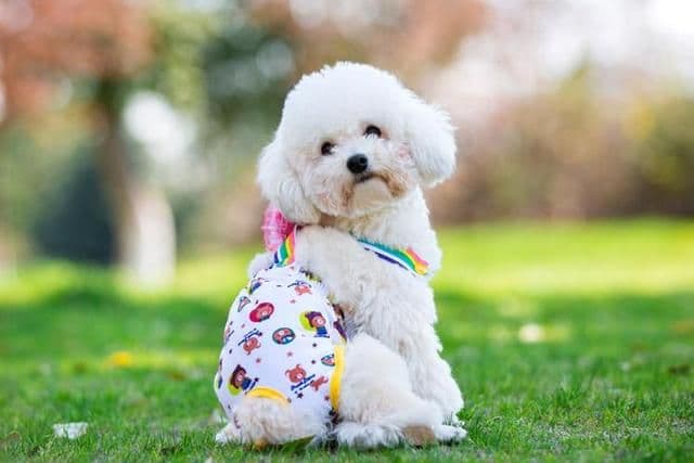 比熊犬怎么养？幼年到老年的正确饲养方法