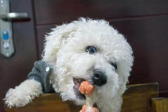 比熊犬怎么养？幼年到老年的正确饲养方法