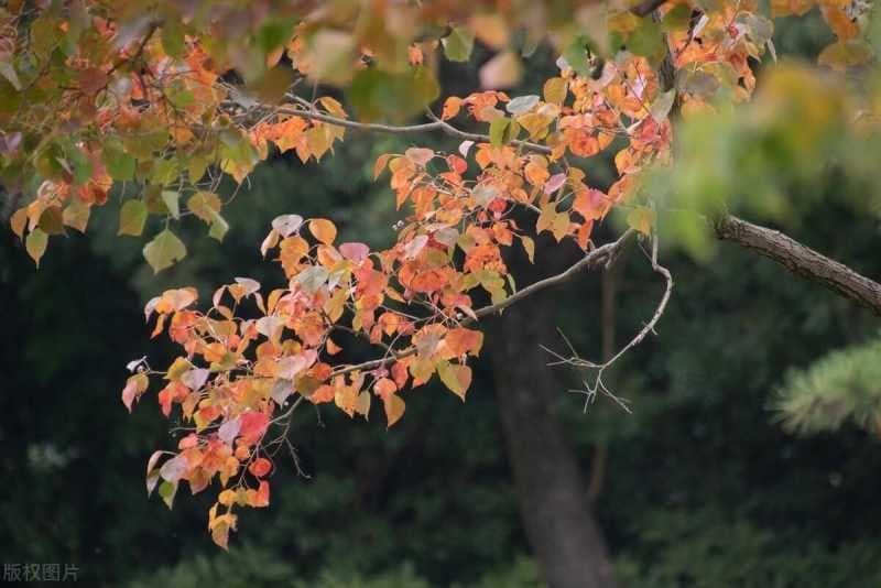 抖音文案怎么写吸引人（推广引流吸引人的文案）