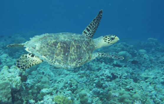 在长沙智能家居投放小米广告有什么政策?