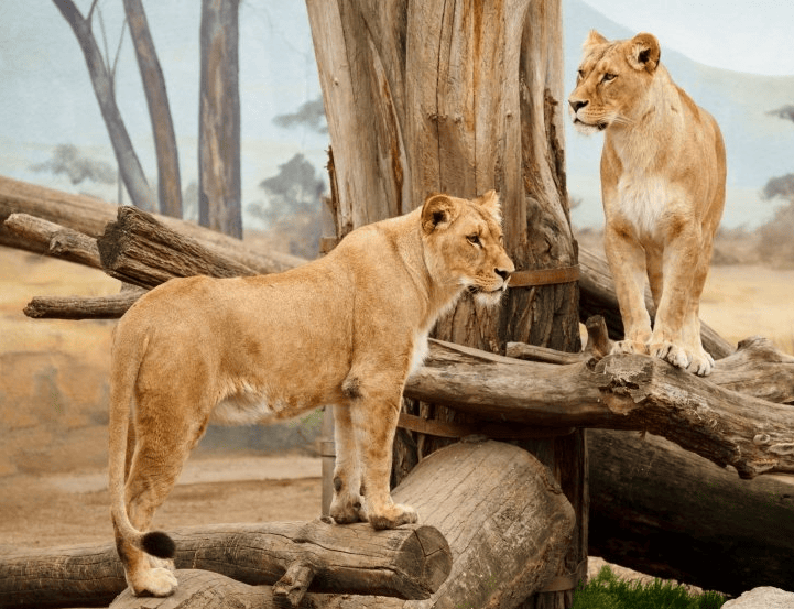 优酷广告投放推广有哪些平台？优酷现在跑什么效果好呢？