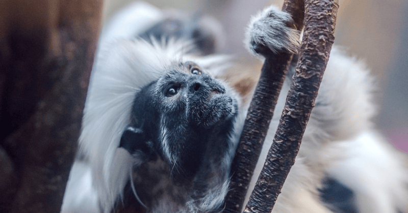 优酷信息流怎么投放广告？优酷信息流广告位展现在哪里？