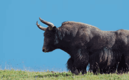 让品牌方追着合作，B站广告营销推出的纪录片凭什么？