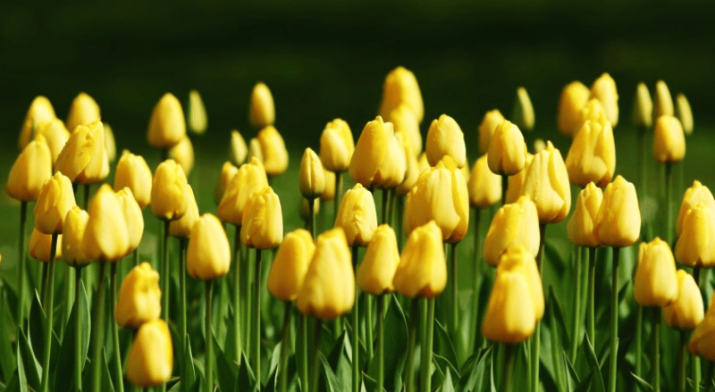 北京的爱奇艺广告投放电话是多少?爱奇艺投放技巧有哪些?