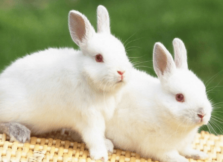 喜马拉雅广告怎么收费?喜马拉雅广告怎么做?