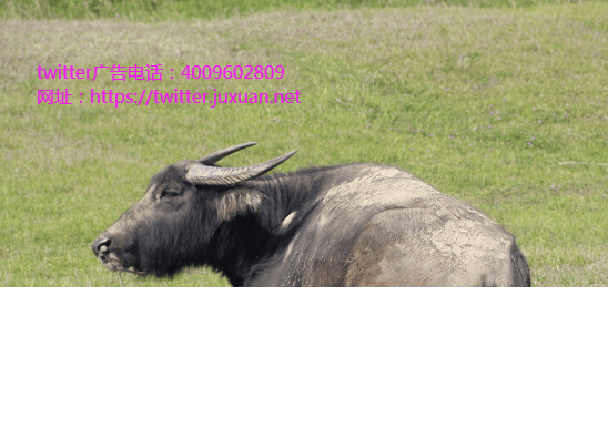 微型博客Twitter广告公司股价跌破$20创历史新低