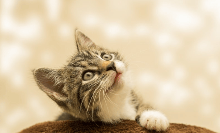 你知道在知乎跑过氧化物效果怎么样呢？知乎现在跑车灯效果怎么样？