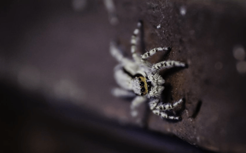 芒果TV广告怎么收费?