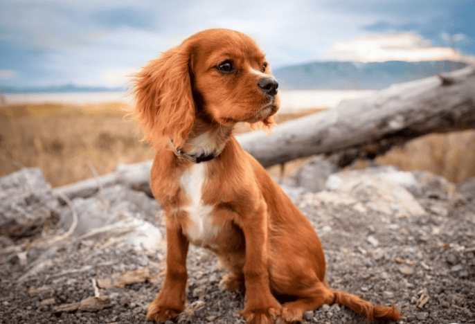 支付宝广告怎么做？支付宝大牌直降资源位如何投放?