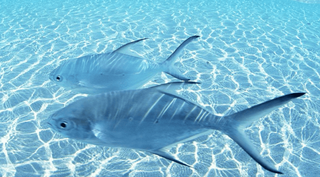 全民K歌信息流广告怎么做？全民K歌广告账户怎么开通？