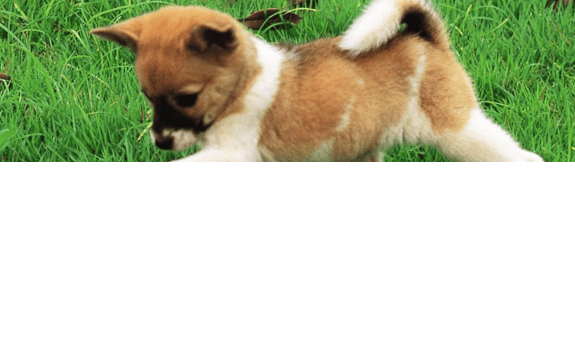 谷歌搜索怎么投放？谷歌信息流怎么开户？