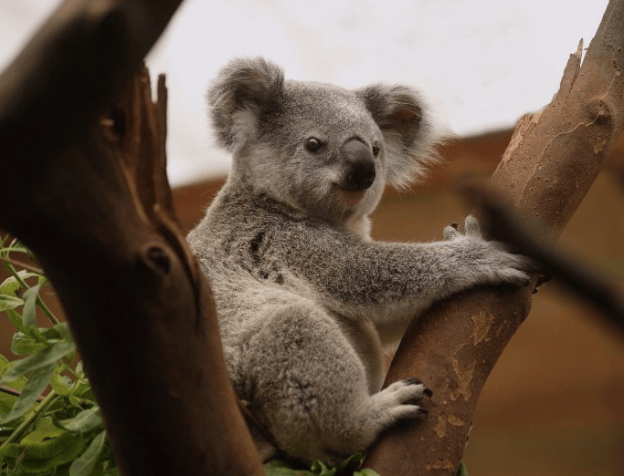 linkedin现在跑什么比较好?linkedin信息流推广效果好吗?