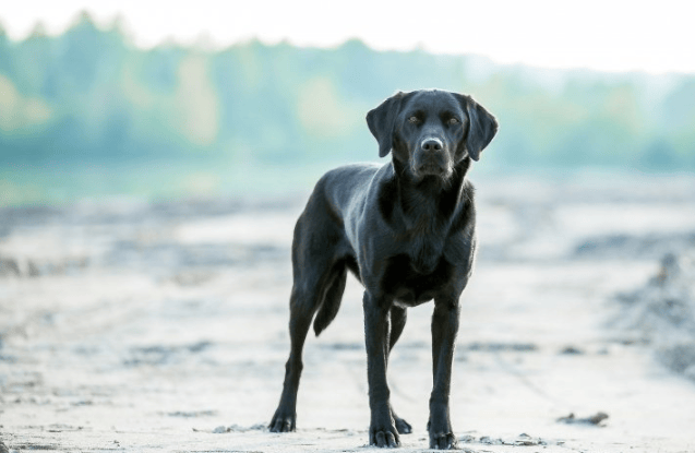 美柚广告开户流程有哪些?美柚跑新能源效果怎么样?