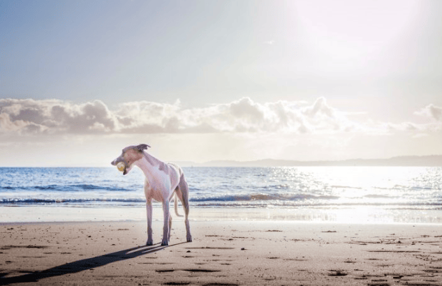 七猫小说广告政策有哪些?七猫现在跑服装行业效果怎么样?