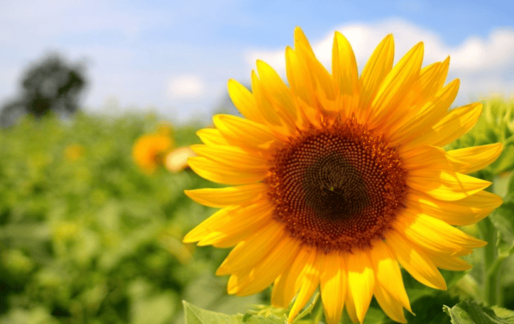 懂球帝推广电话是多少?懂球帝现在跑饲料成本多少?