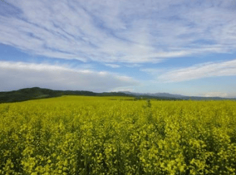 新浪开户投放有什么技巧?新浪信息流开户流程。