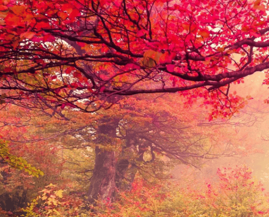 小米推广多少钱？小米怎么登陆推广入口？