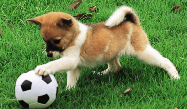 教育培训广告在华为商店投放开户需要多少钱?