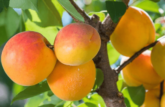 华为推广：如果不上市，可能称霸全球