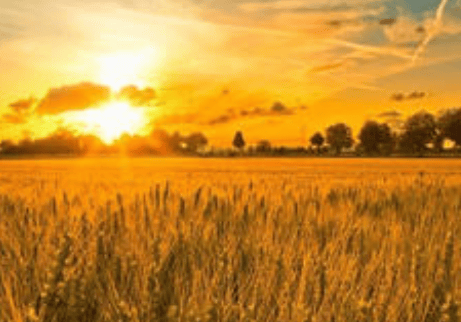 华为信息流广告怎么投放?华为代运营。