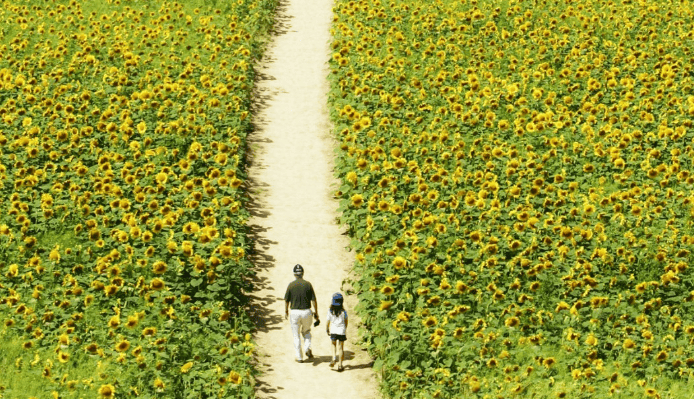 华为推广效果好不好？华为广告投放技巧