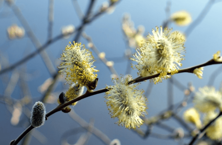 华为手机校内推广策划怎么做? 华为商品推广电话是多少?