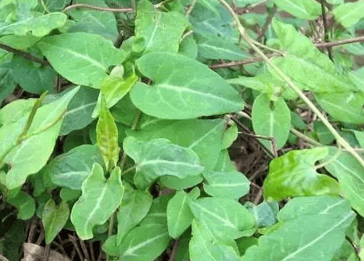 什么是oppo推广?推广有什么政策吗?