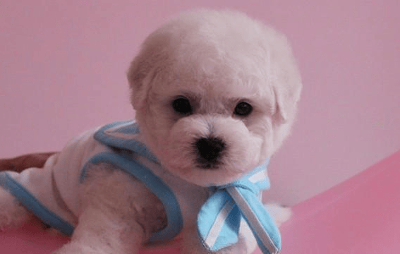 教育行业可以在oppo上投放广告吗?