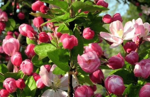 oppo信息流广告怎么投放?需要什么资质?