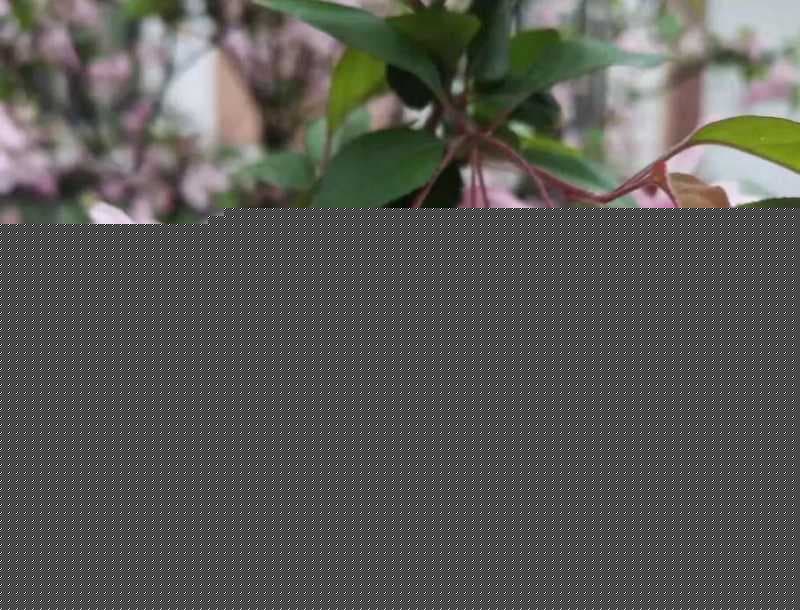 ps如何让图片更加清晰（ps模糊图片秒转高清图技巧）