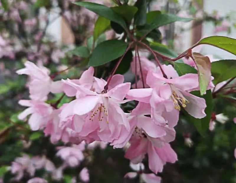 ps如何让图片更加清晰（ps模糊图片秒转高清图技巧）