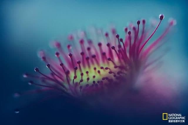 小心，这种植物会偷吃