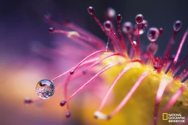 小心，这种植物会偷吃