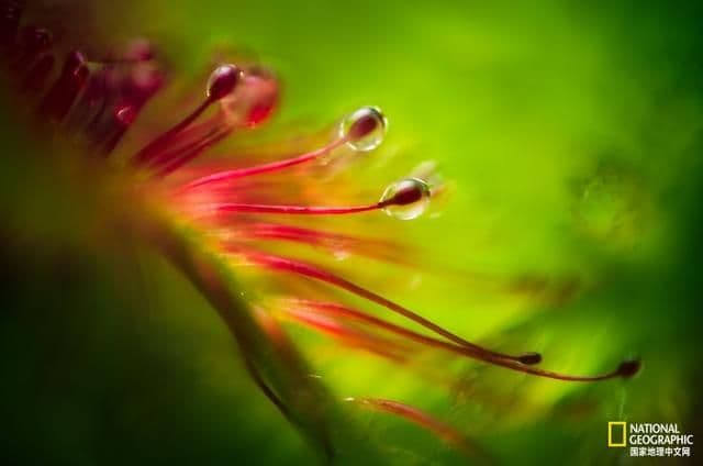 小心，这种植物会偷吃